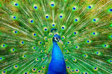 Peacock